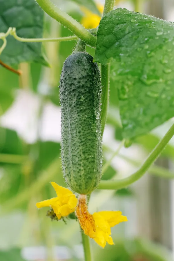 A cucumber plant that has produced a cucumber.