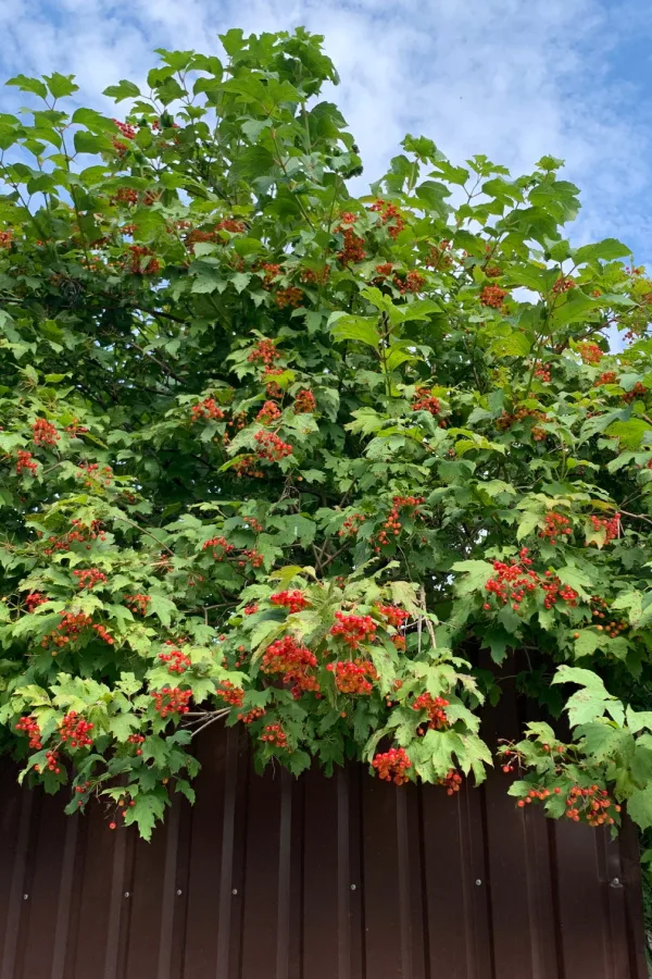 A fruiting Viburnum shrub that is overgrown and in need of pruning.