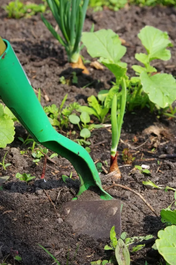 Someone using a hoe in a weedy vegetable garden space. 