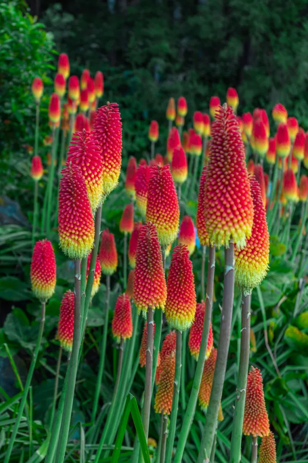 Red and yellow torch lily blooms growing in a field.