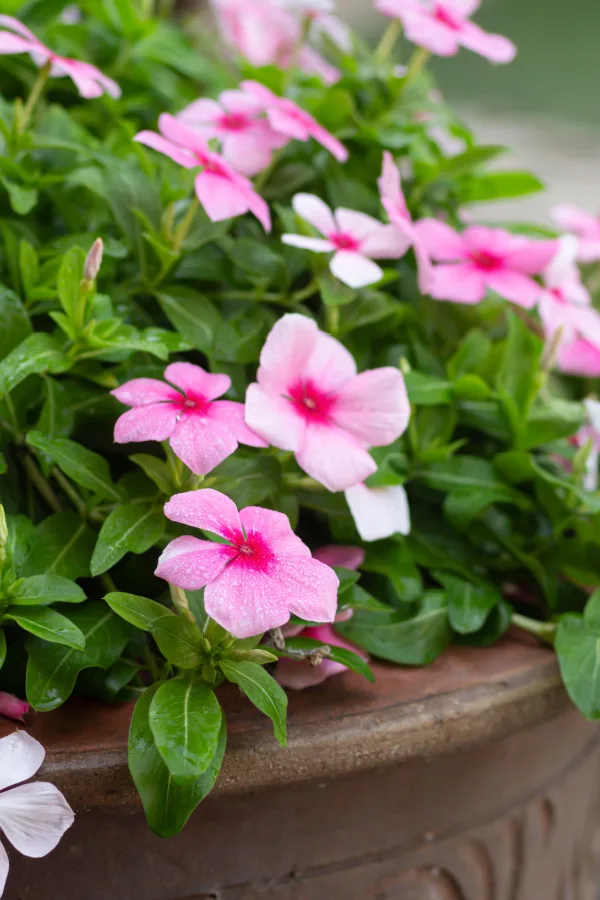 Pink and light pink vinca growing in a brown container