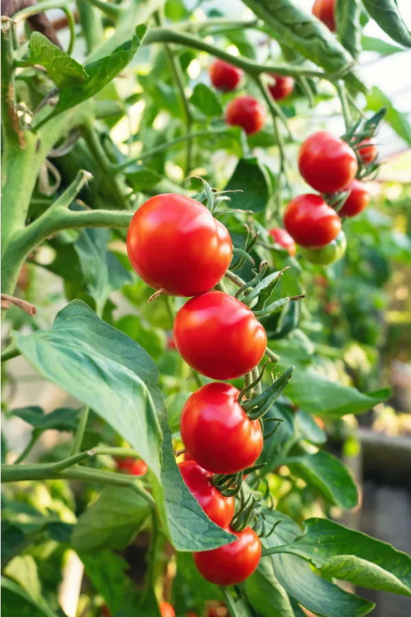Several tomatoes growing on a healthy plant.