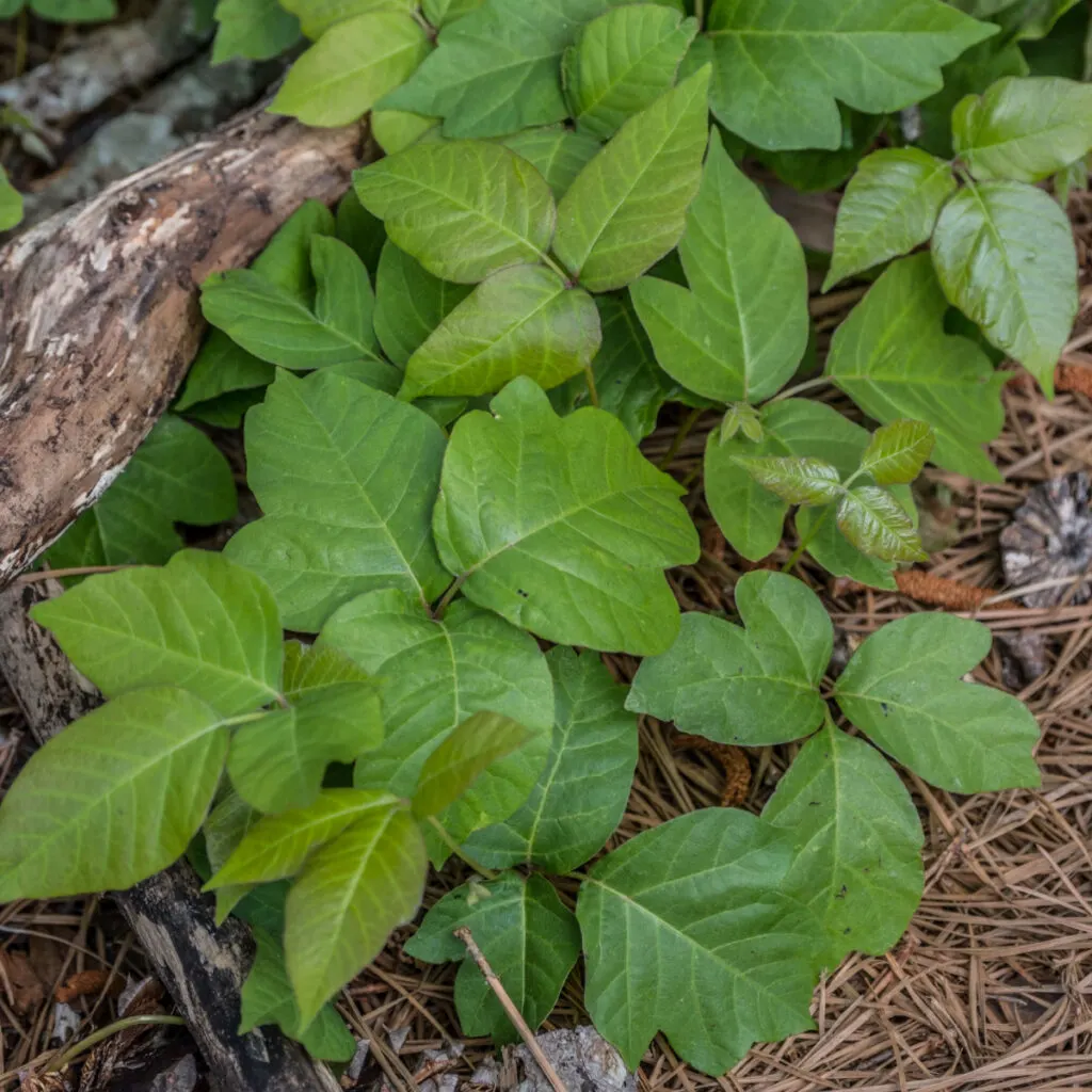 A patch of poison ivy plants growing.