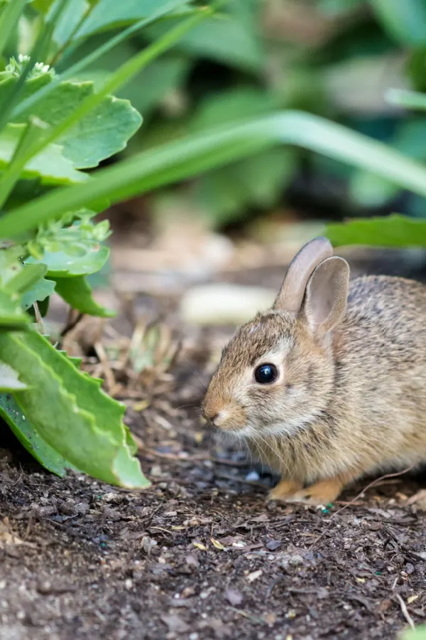Use cinnamon to repel bigger pests like rabbits and rats. This is a rabbit in a garden space.