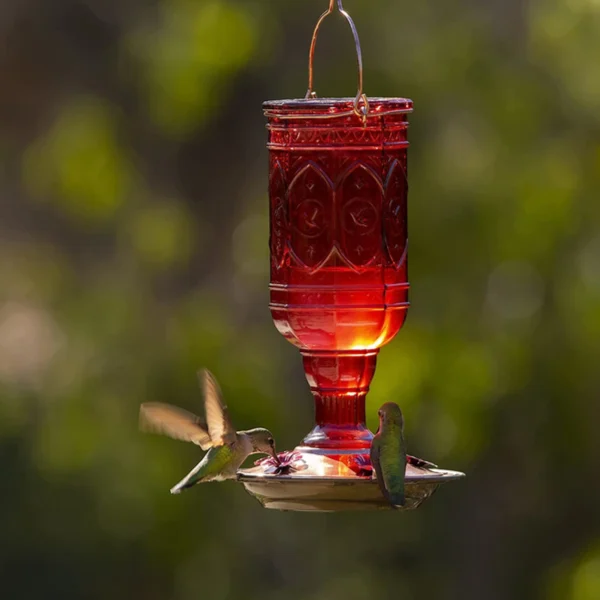 attract hummingbirds with a feeder