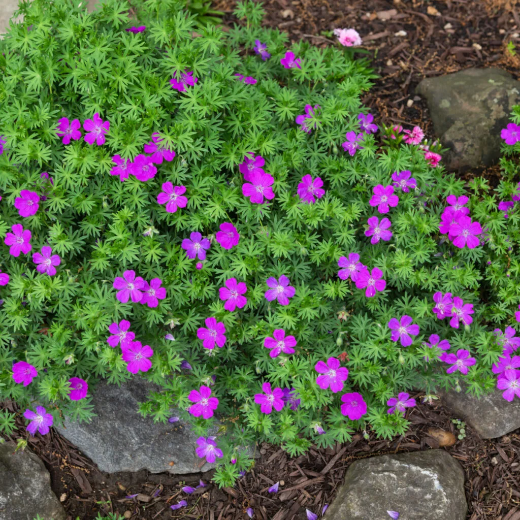 Purple hardy geraniums growing amongst some rocks. 