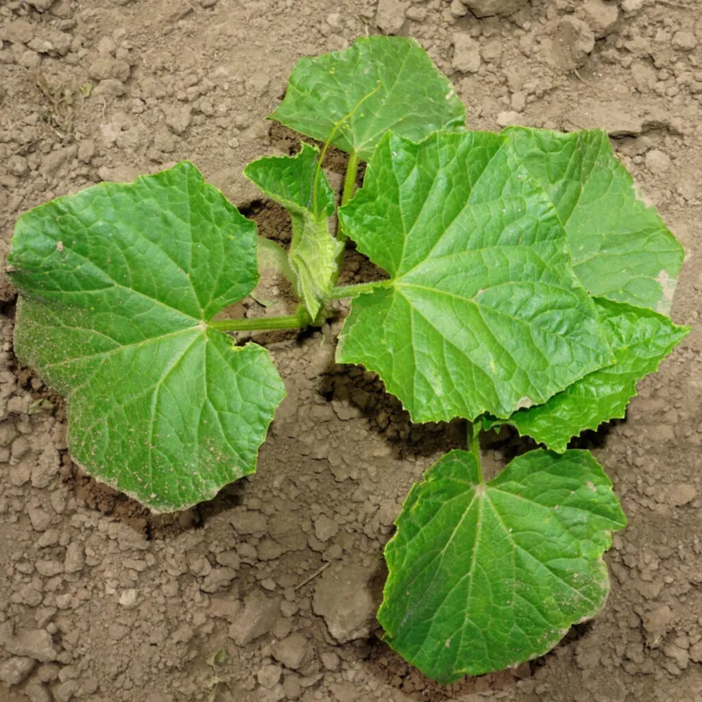 struggling cucumber plants