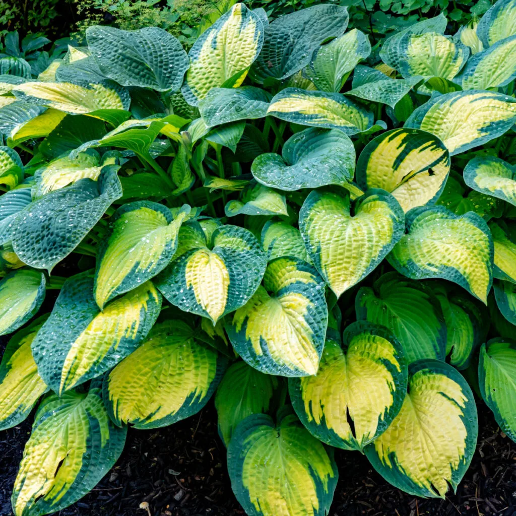 keep hosta leaves looking healthy