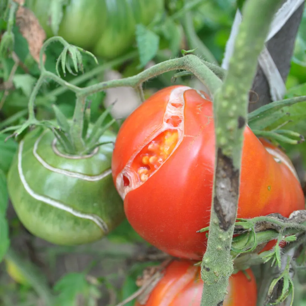 cracking and splitting tomatoes