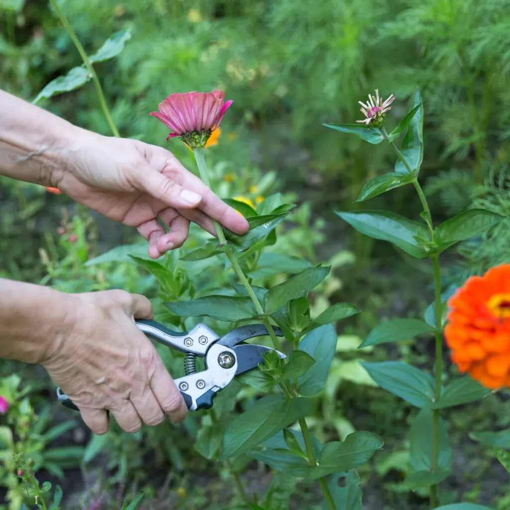 Two hands deadheading off a zinnias