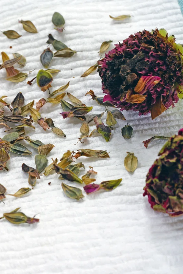 annual flower seeds