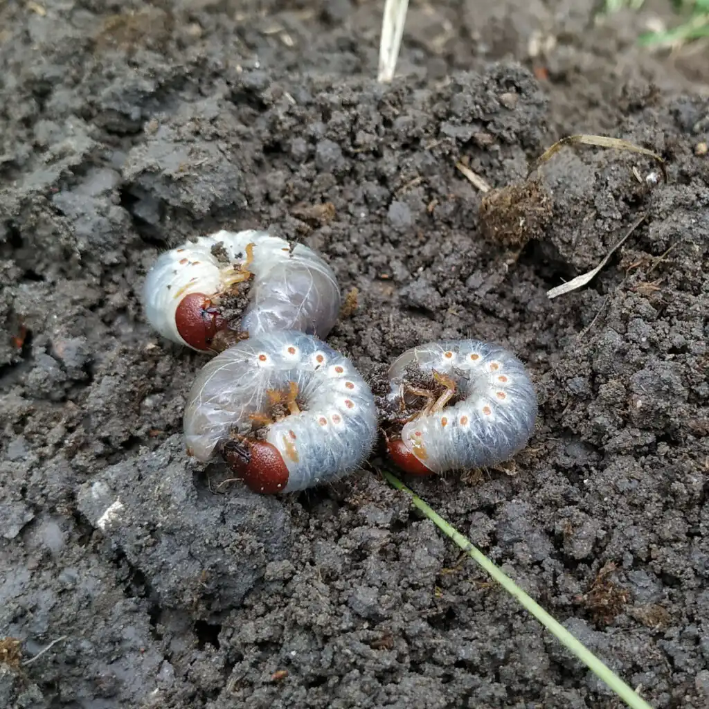 how to get rid of grubs and ground moles