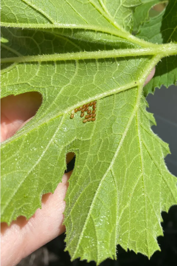 eggs