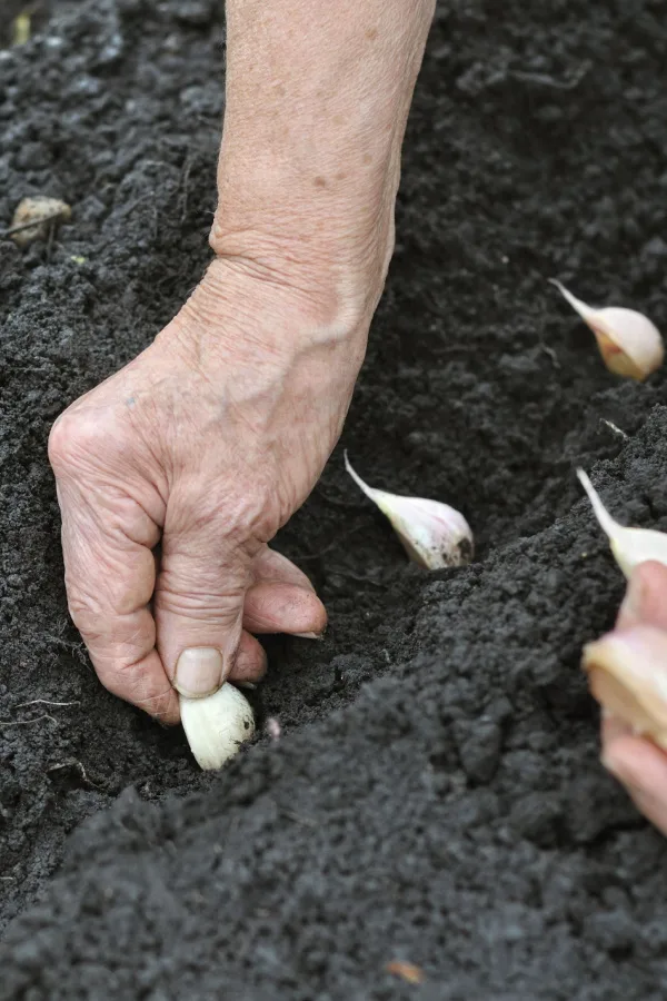 mulch garlic in winter
