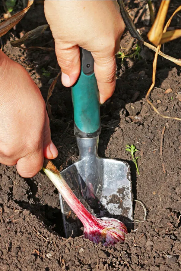 A hand shovel digging up garlic bulbs