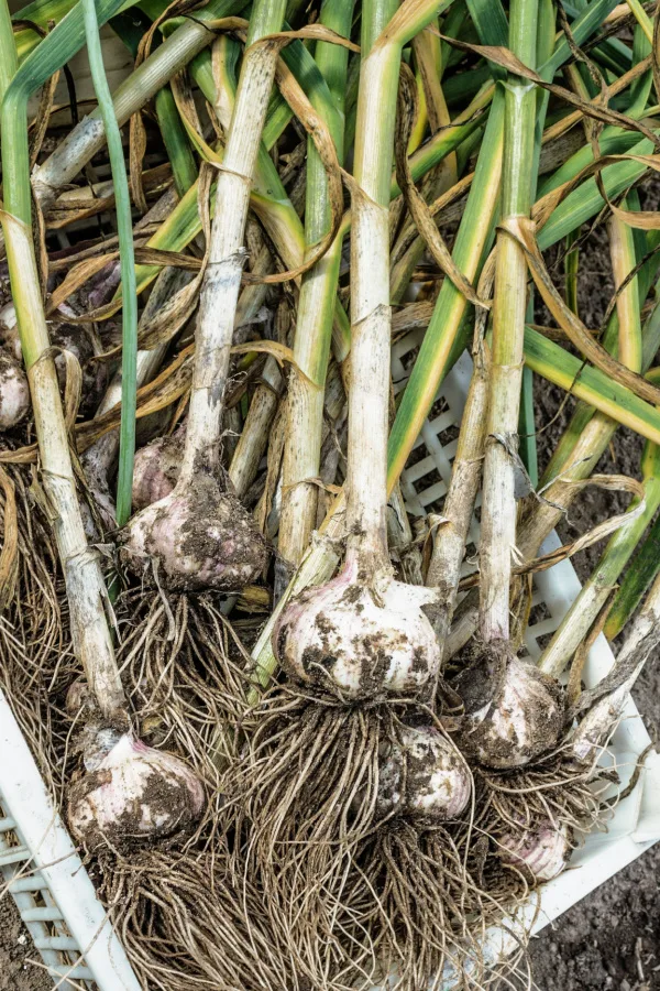 A pile of freshly harvested garlic.