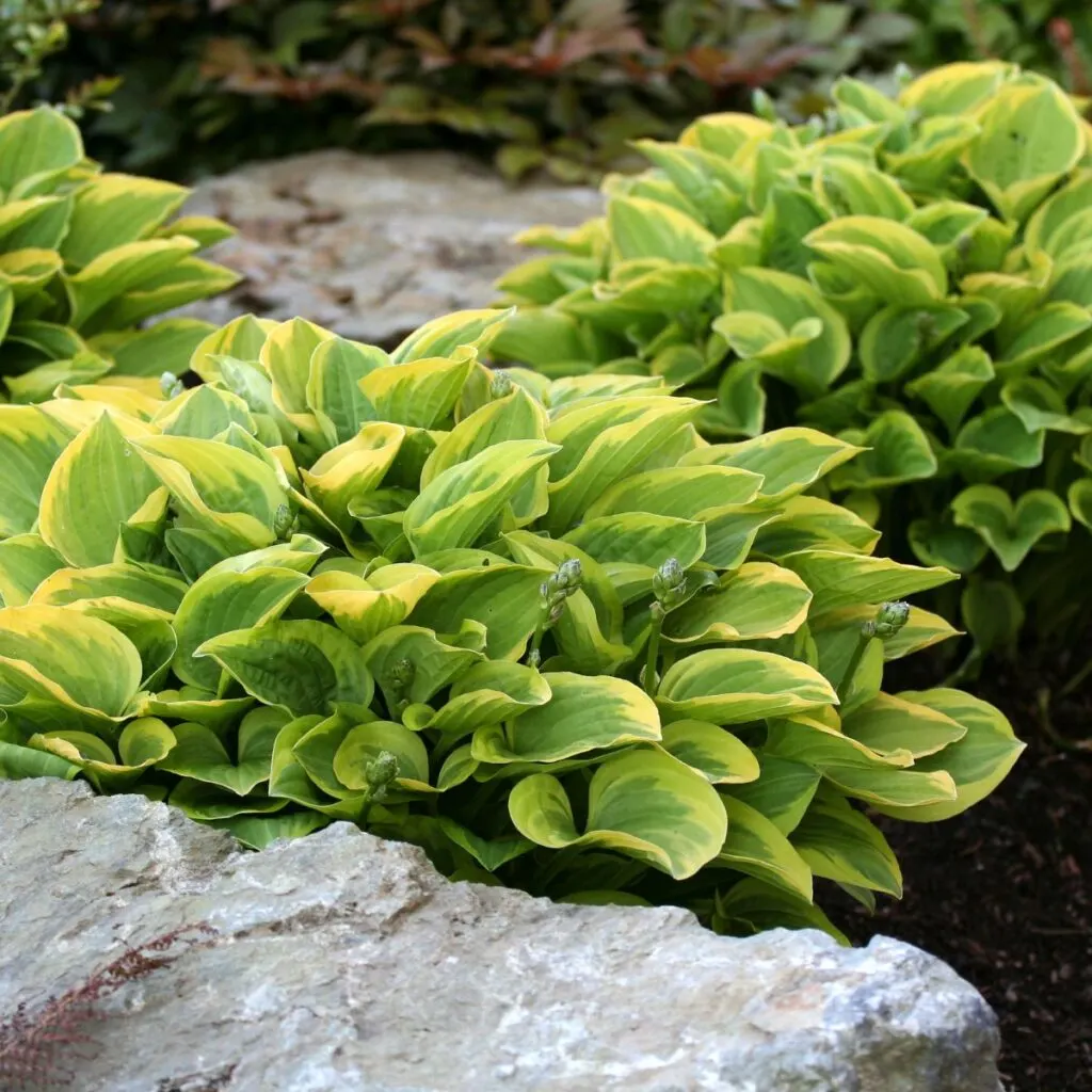 How to Divide Hostas in the Fall