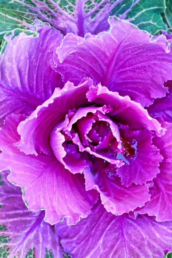 Center of a Cabbage