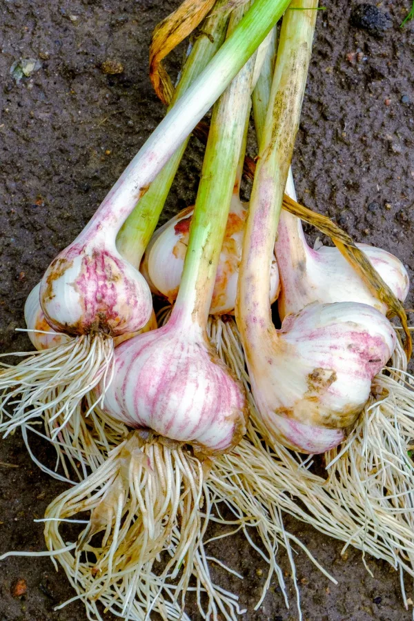garlic