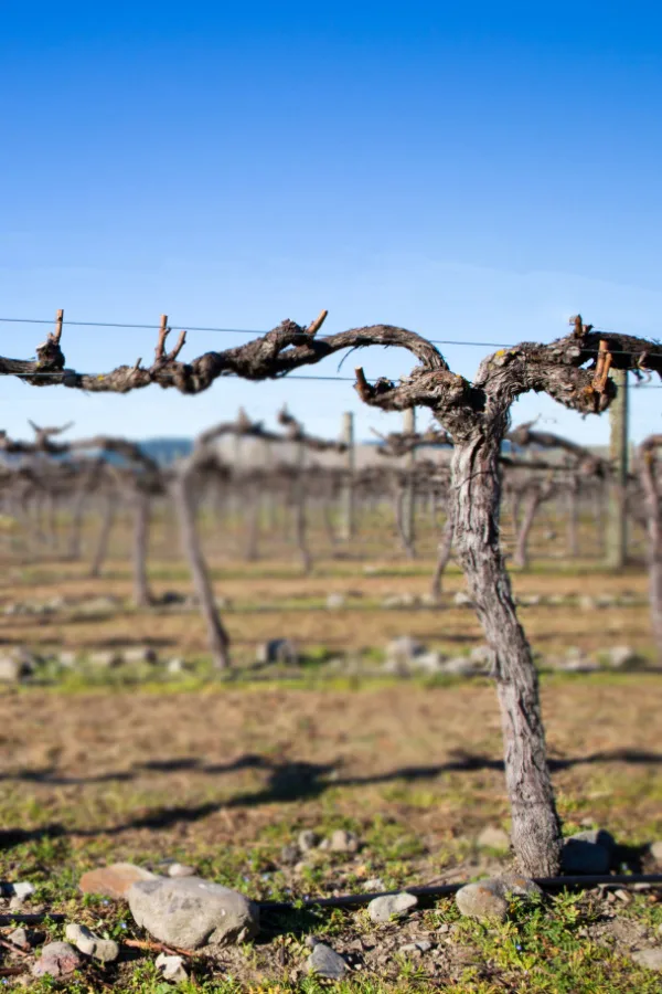 A commercial grape operation with mature vines that have been pruned with the spur method.