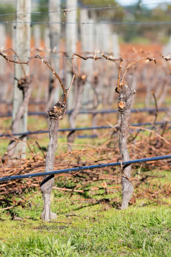 Grape vines pruned via the cane method.