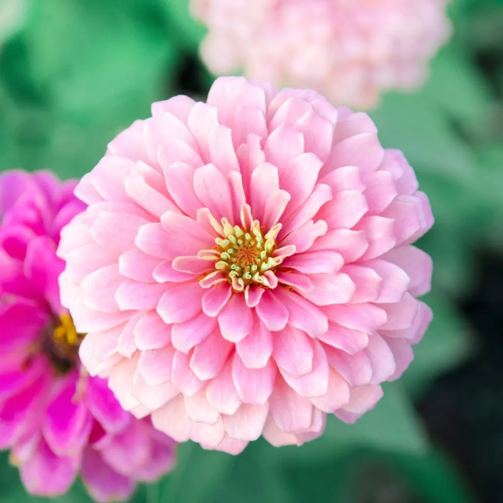 Pink Zinnia