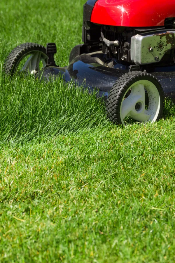 grass clippings