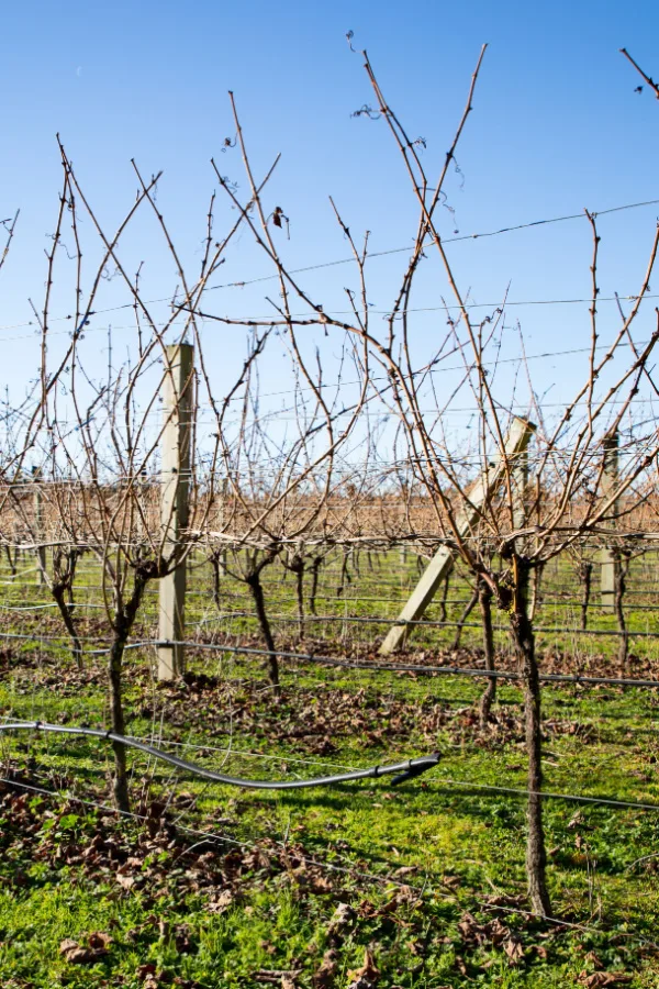 Vines that have not yet been trimmed back in the fall.