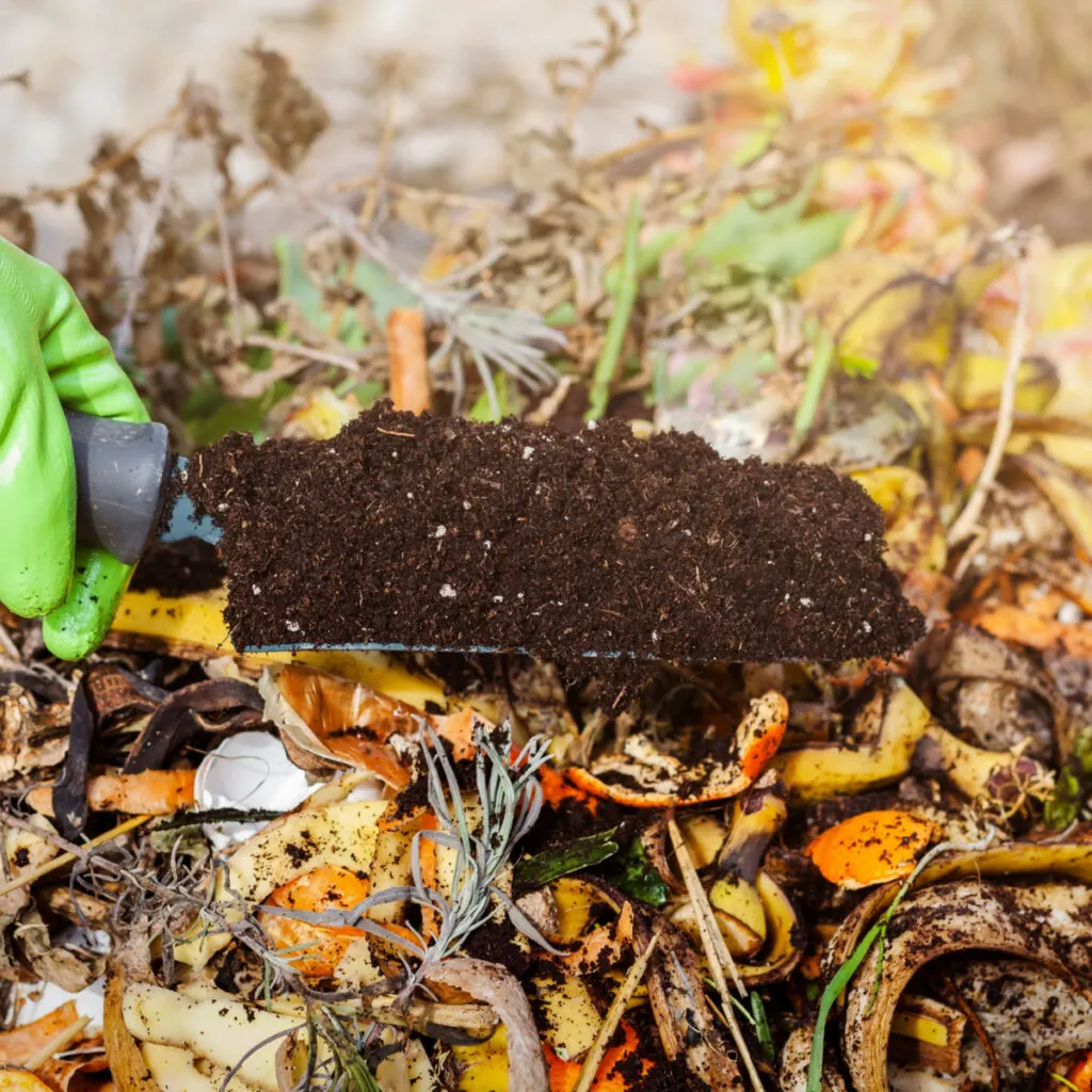 A hand shovel full of finished compost in front of a fall compost pile. 