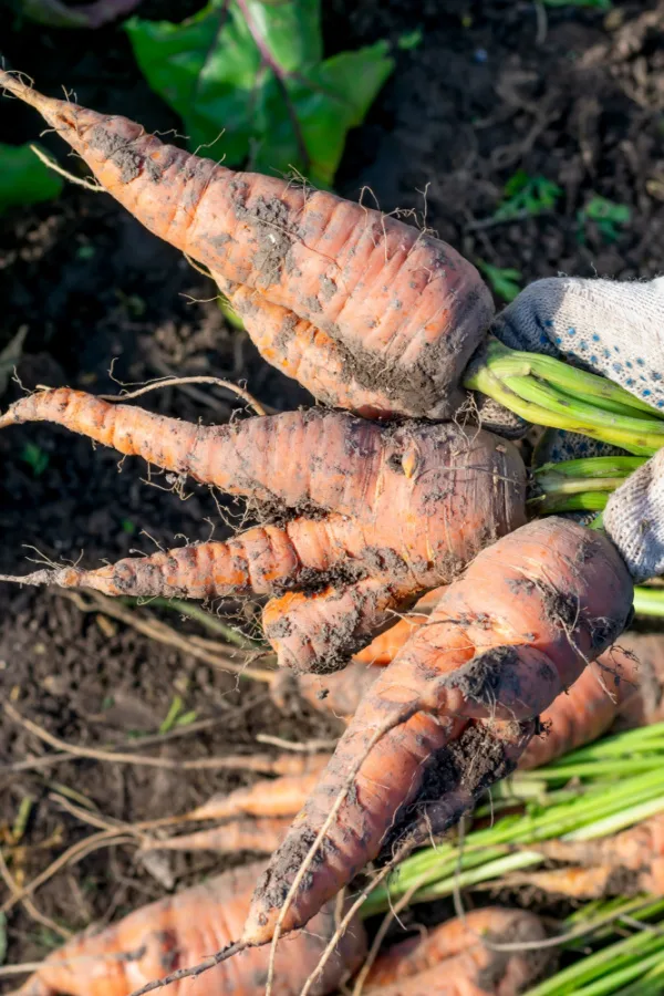 Mangled carrots caused by nematode damage.