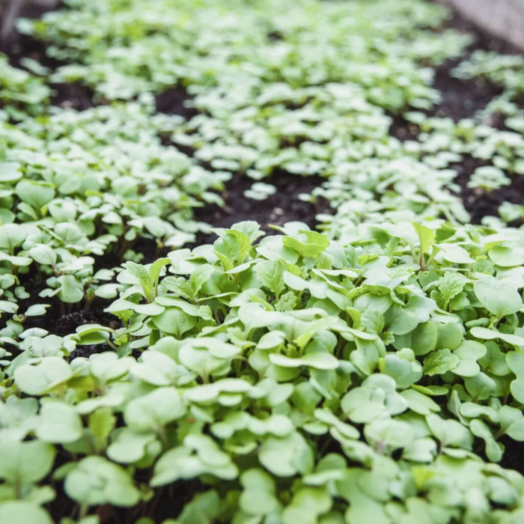 A raised bed filled with mustard seed cover crop.