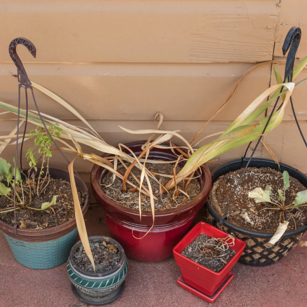 Several hanging basket plants that are dying and at the end of their life but can still be turned into compost.