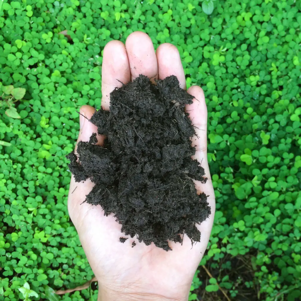 how to plant a fall garden cover crop