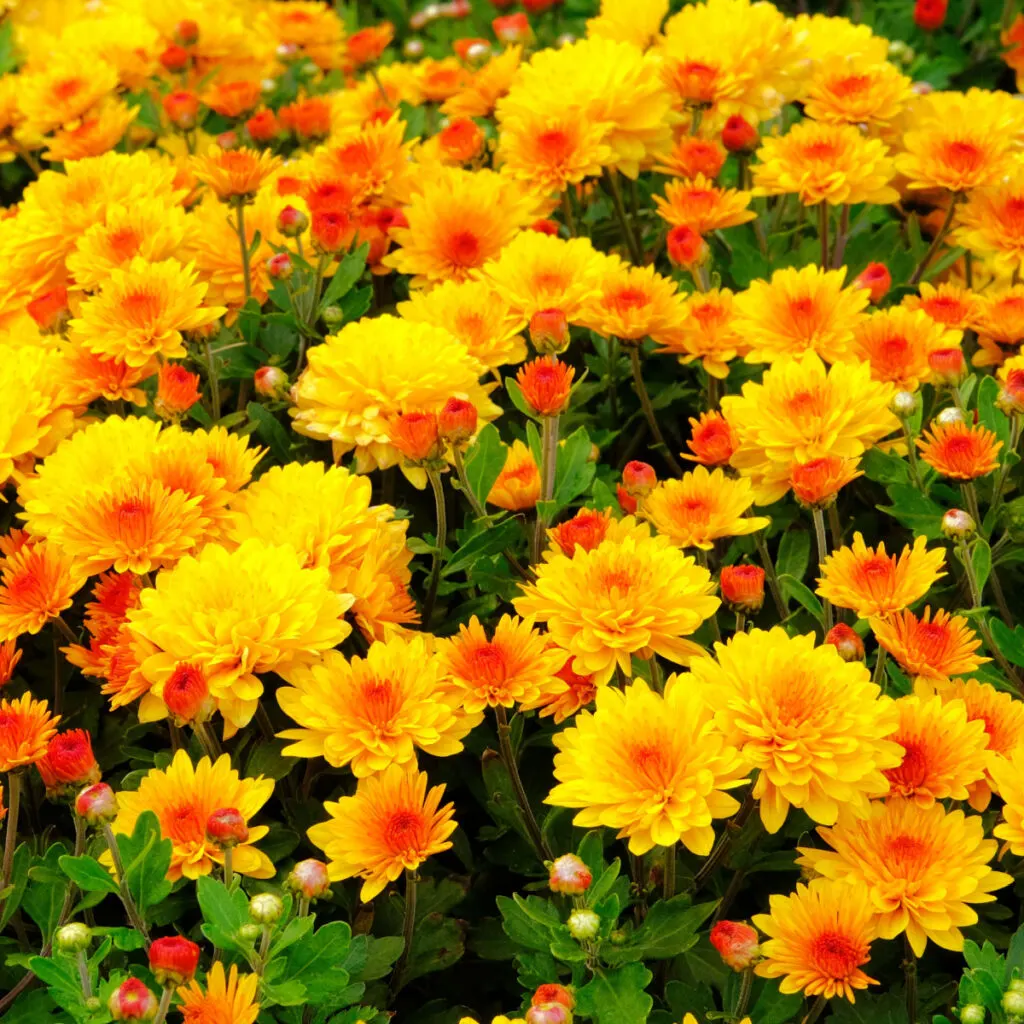 how to keep mums flowering all fall