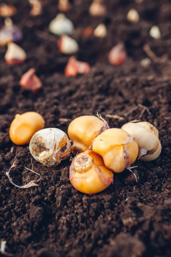 Allium bulbs sitting on the soil ready to be planted in the fall.