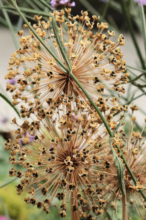 Dry allium bloom