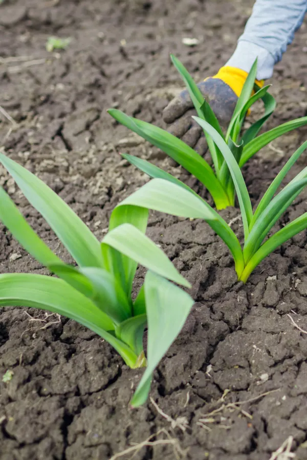 Young allium plants in dry soil after the bulbs were planted in the tall.