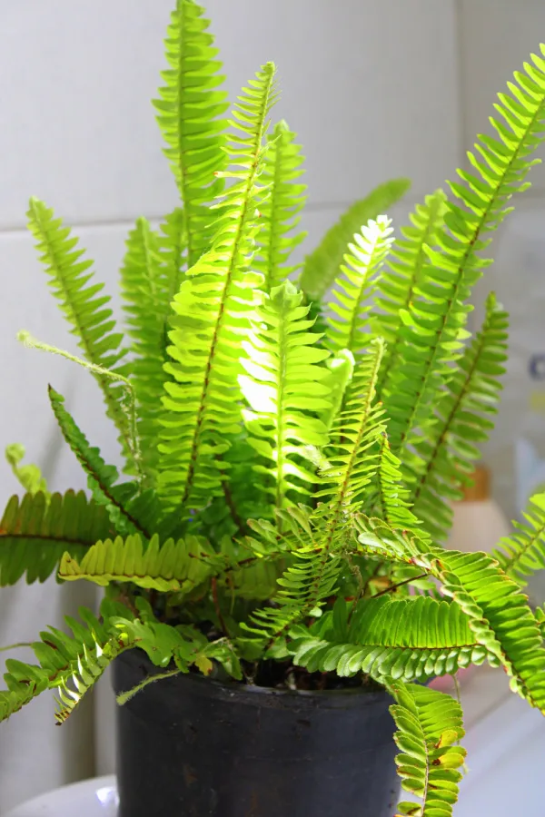 A small potted fern in a black container