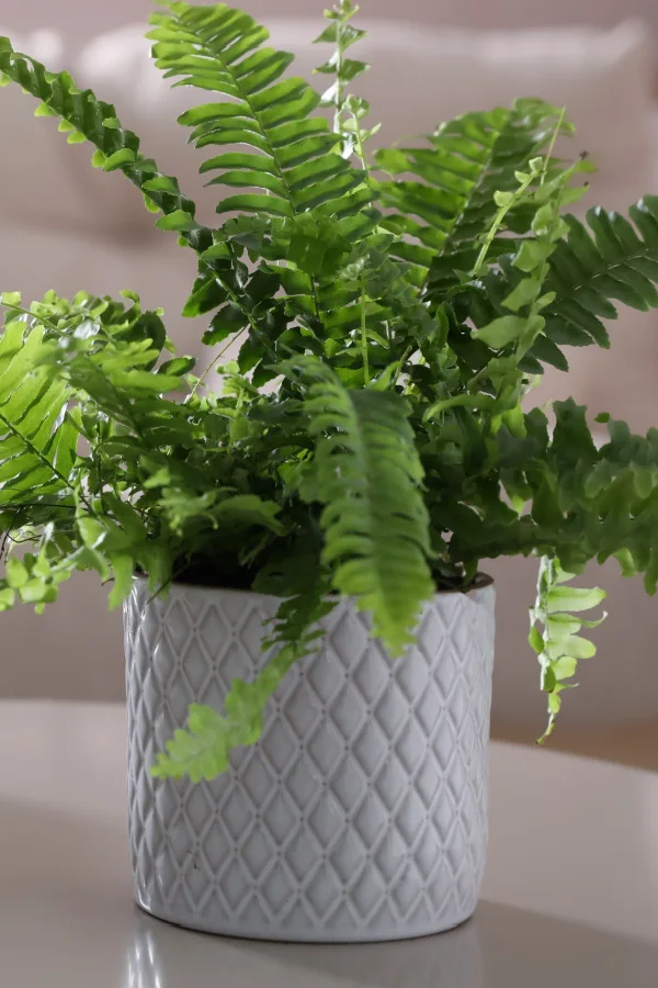 overwintering plants
