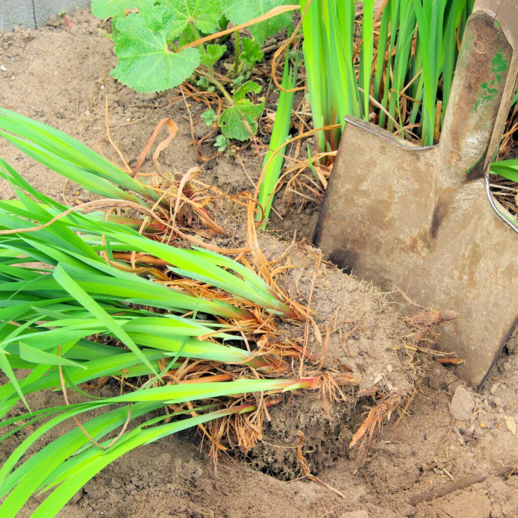 Daylilies being divided by a shovel