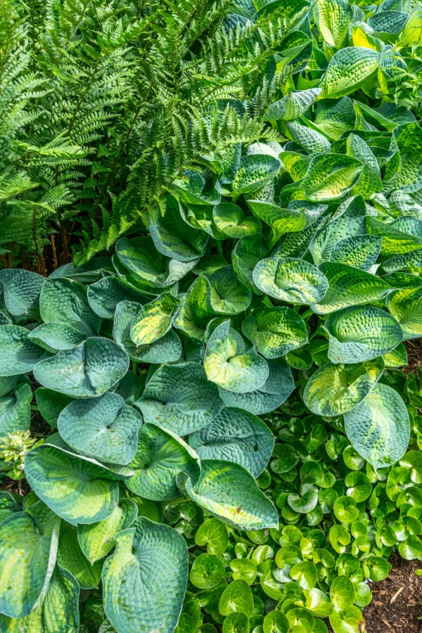 An overgrown ground of different perennials