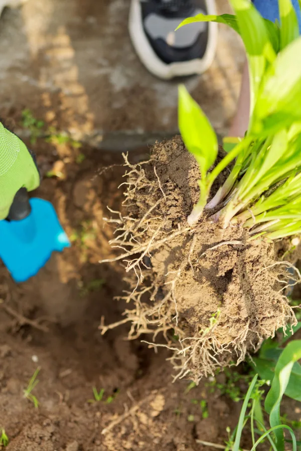 Planting newly divided perennial plants into the soil in the fall.