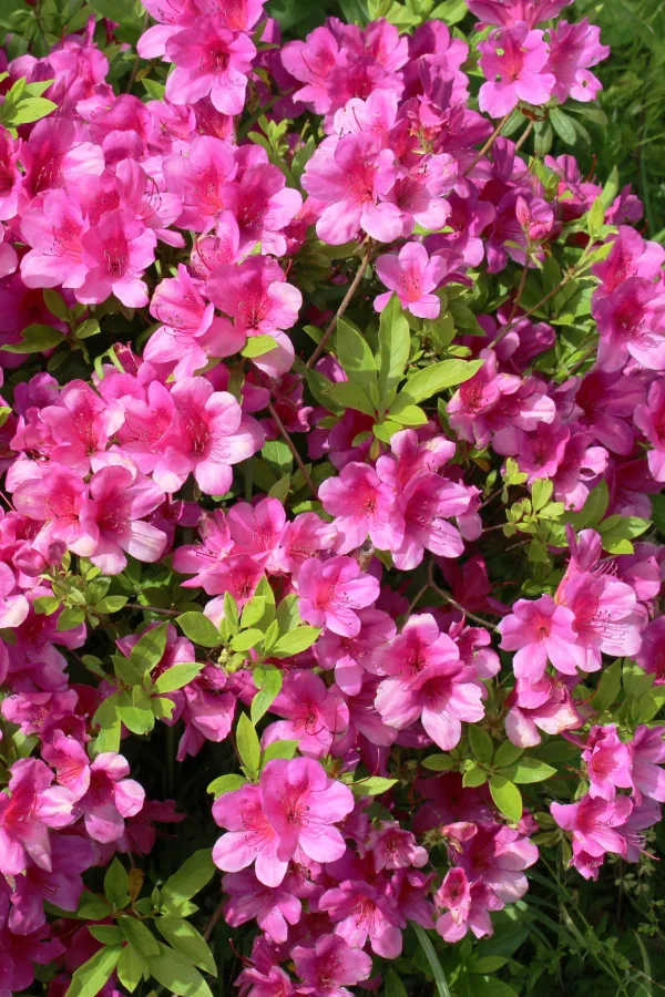 Bright pink azalea blooms