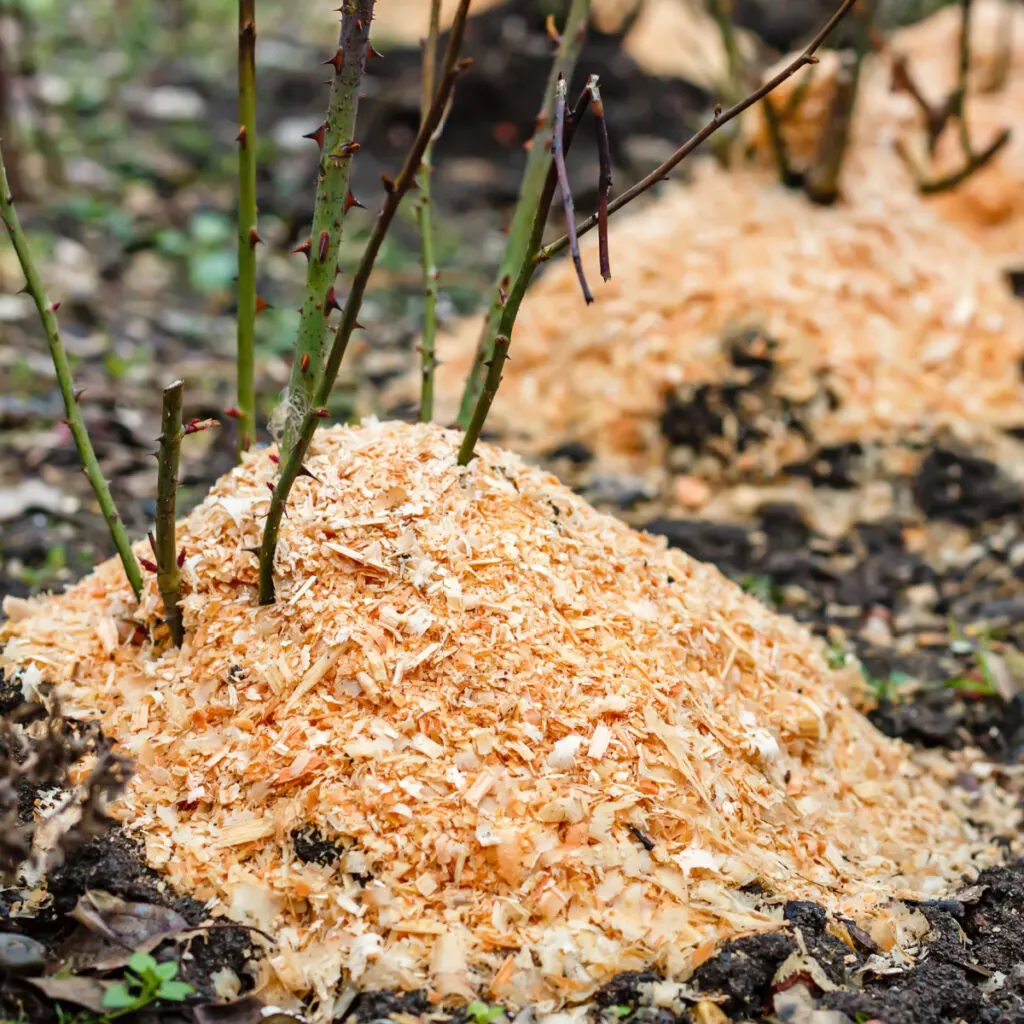 Mulched dormant rose bushes in the fall