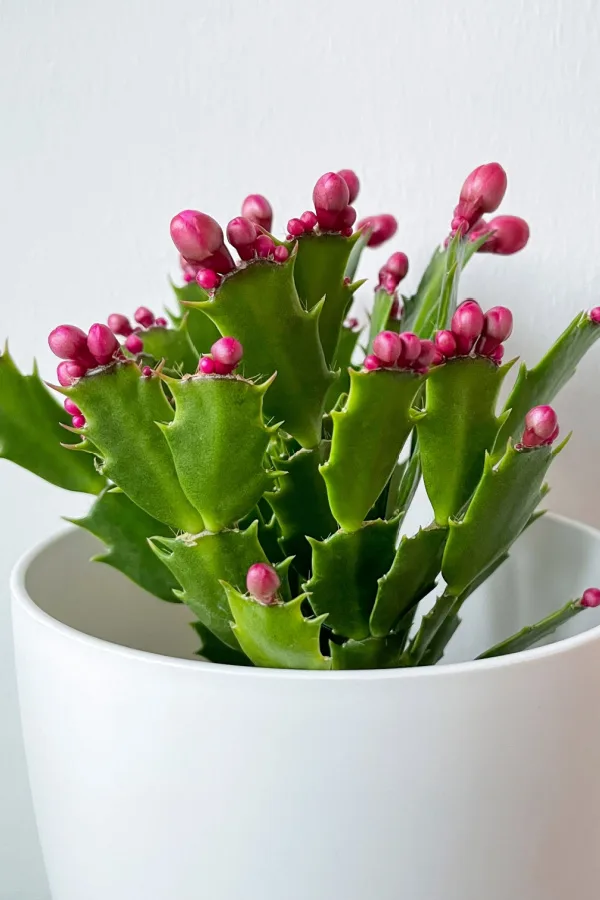 indoor houseplant