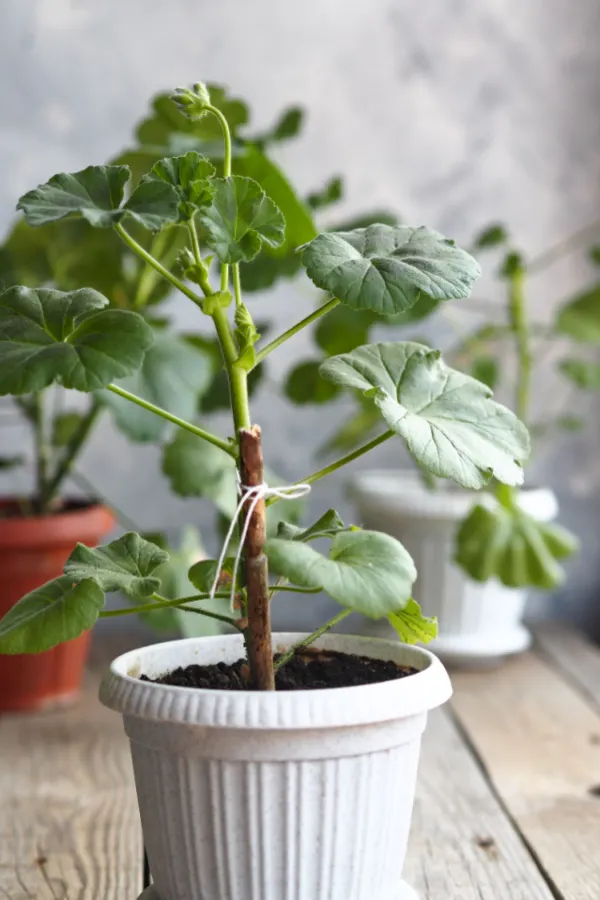 bare root geraniums