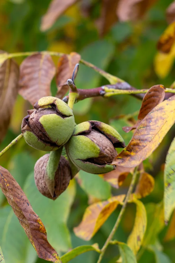 black walnut