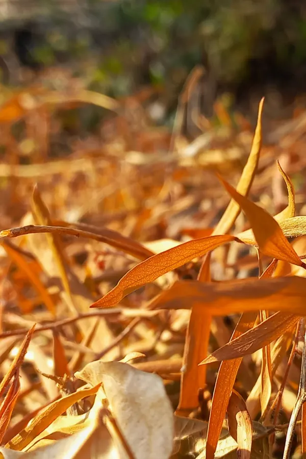 Dried eucalyptus leaves in a pile - mistakes gardeners make when composting leaves