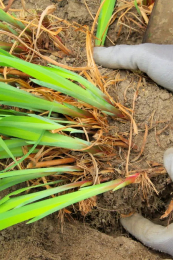 dividing daylilies in the fall