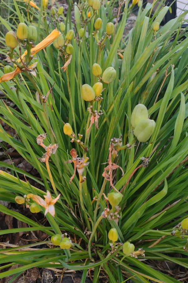 seed heads